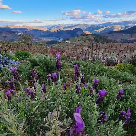 Casa De Pena D'aguia - Douro Encantado * Provesende